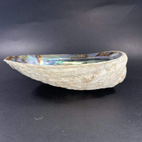 5” Natural Abalone Shell – Polished Seashell for Smudging, Décor, Crafts - Picture 3 of 6
